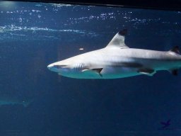 Haus des Meeres 4.02.2026